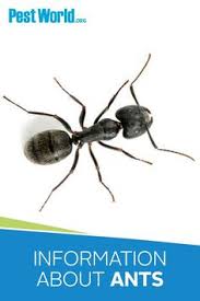 Check spelling or type a new query. 72 Ants Ideas In 2021 Ant Species Ants Ant Control