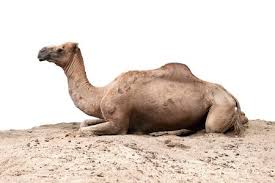The camel with one hump is called the arabian camel. Camel Racing Stock Photos And Images 123rf
