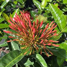 Image result for Ixora narcissodora