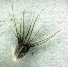 Image result for Enneapogon desvauxii