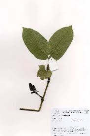 Image result for Oxyanthus latifolius