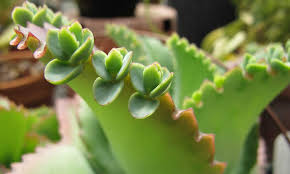Cannabis mother plants guarantee genetic consistency, meaning that each new generation will how to select a cannabis mother plant from seed. Mother Of Thousands A Self Sowing Succulent Epic Gardening