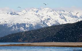 Best Things To Do In Haines, Alaska (Including Our Bear Viewing Video!)