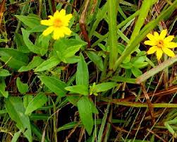 Image result for Aspilia pluriseta