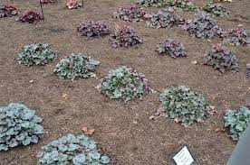 Mt Cuba Center Heuchera Stainless Steel Mt Cuba Center