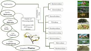 Image result for Malvaceae: Byttnerioideae, Helicteroideae