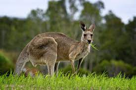 Some live in the desert the main food kangaroo boil down to the leaves and fruits. Kangaroo Control Methods Controlling Kangaroos In The Landscape