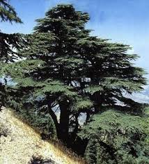 레바논 백향목 우리들은 파릇파릇 (원가 유치원). ë°±í–¥ëª©