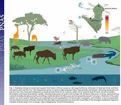 Photosynthesis the chemical process where plants make their own food. Subsidies Linking Terrestrial And Aquatic Food Webs In African Download Scientific Diagram