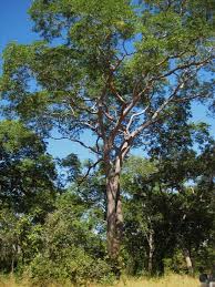 Image result for Brachystegia