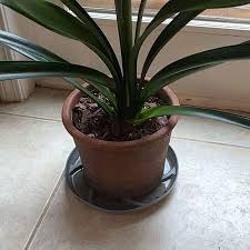 Image result for clivia