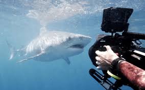 Check spelling or type a new query. Discovery S Shark Week 2021 Will Also Be Available To Stream On Discovery Cord Cutters News
