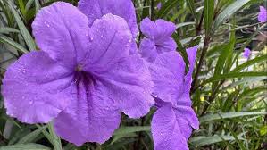 Image result for Ruellia patula