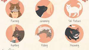 12 Ways Cats Show They Love You