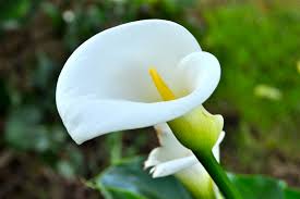 calla-áá¡ á¡á£á áááá¡ á¨ááááá