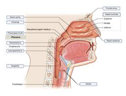 In this video we discuss the structure of bone tissue and the components of bones. A P2 Lab 13 Hw A P2 Lab 12 Hw A P2 Lab 11 Hw A P2 Lab 10 Hw Lab 9 Hw Lab 8 Hw A P2 Lab 1 Hw A P2 Lab 2 Hw A P2 Lab