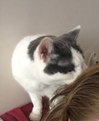 Whisker discomfort the whiskers on your cat's face are very sensitive tactile hairs. My Cat Eats My Hair Album On Imgur