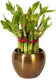 Modish Bamboo Plants For Sale Near Me That Will Blow Your Mind Bamboo Plants Feng Shui Green Bamboo Plants For Sale