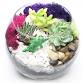 Plant Nite: Make a Succulent Terrarium event in Pittsburgh, PA
