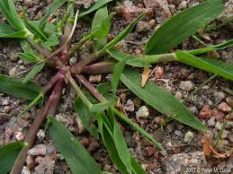 Image result for Ischaemum