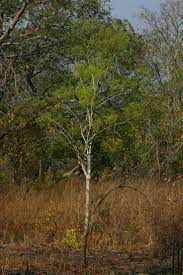 Steganotaenia Araliacea Carrot Tree Geelwortelboom S A No 569 Tree Species Flora