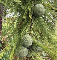 Image result for Taxodium