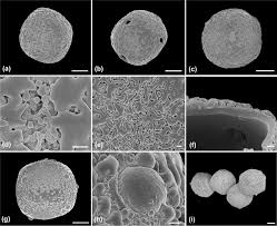 Image result for Triaspis hypericoides