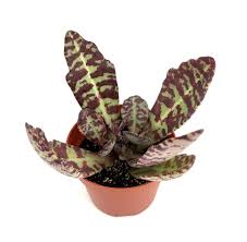 Image result for Kalanchoe humilis