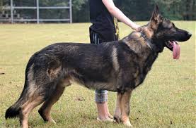 Baker ·3 days ago on petfinder.com. 5 Different Types Of German Shepherd Breeds Their Features Meer S World