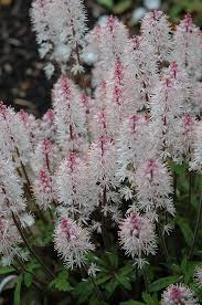 Spring Symphony Foam Flower Tiarella Spring Symphony At Gertens Flower Garden Design Wildflower Garden Flowers