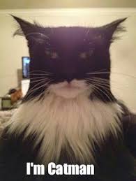 Batcat Lol Animal Humour Batman Cat Funny Animal Pictures