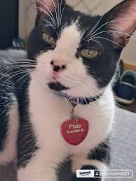 Meet Pippa, our new comer 🤗♥️🦊