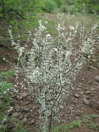 Image result for Catophractes alexandri