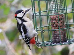 They were once actually considered subspecies of the other. List Of Woodpecker Species Wikipedia