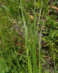 Image result for Pycreus atribulbus