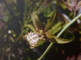 Image result for Eulophia livingstoneana