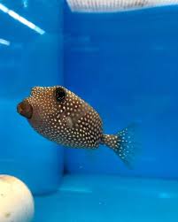 Pet stores have been opened up all over the world so as to supply the necessary pet products required in order to enable the owners to take better care of them. Black Boxfish Pucker Up These Gorgeous Fish Can Get Up To 8 Inches As Adults Thatfishplace Thatpetplace Saltwater Saltwateraquarium Boxfish Saltw