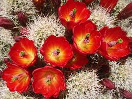 Therefore, almost every type of cactus species is capable of flowering when it is mature and in the right conditions. Spring In Canyon Country Flower Garden Plants Plant Pictures Red Flowers Garden