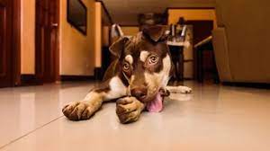 7 Reasons Why Your Dog Licks Your Period Blood 5 Solutions Trainyourgsd