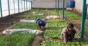 ورود محصولات زراعتی از ایران٬ حاصلات دهقانان را تحت تاثیر قرار داده است