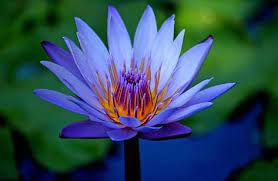 Secrets Of The Ancient Egyptian Sacred Blue Lotus Kathy J Forti Phd Blue Lotus Blue Lotus Flower Beautiful Flowers Pictures