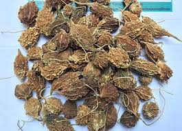 Kết quả hình ảnh cho cây khổ qua rừng