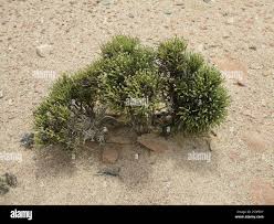 Image result for Pechuel-Loeschea leubnitziae