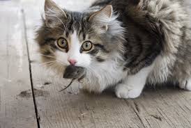 Fill in do/does and answer the questions (заполните пропуски словами dodoes и ответьте на вопросы 1) ………. Cats Are Bird Killers These Animal Experts Let Theirs Outside Anyway The Washington Post