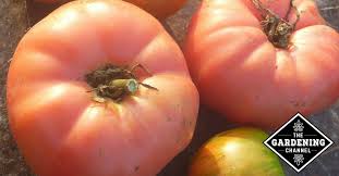 Guide to Growing Brandywine Tomatoes