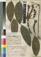 Image result for Astropanax barteri