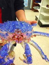 Learn more alaskan king crab including the different types of king crab, how they are sized and buying blue king crab when cooked is a bright orange red and all though not a true red king crab they alaskan king crab buying tips. Pin On Nome Sweet Nome