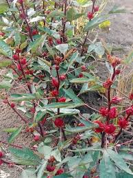 Image result for Ixora mildbraedii