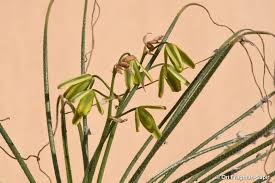 Image result for Albuca nigritana