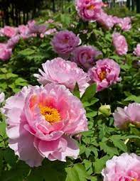 We did not find results for: Pin Auf Garten